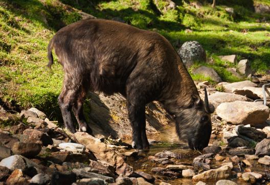 Takin dans la réserve de Takin de Motithang à Timphu au Bhoutan