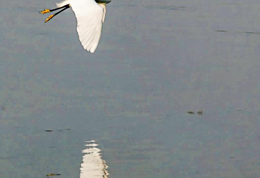 Contemplation d'une aigrette du Lac Awassa