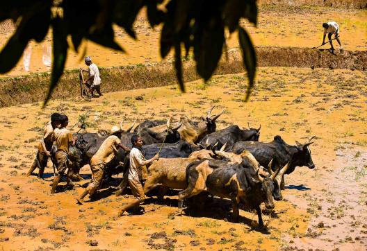 Découverte culturelle du labourage des rizères par les zébus près de Fianarantsoa