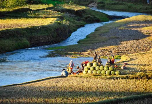 Randonnée au bord de la rivières dans les rizières de Madagascar