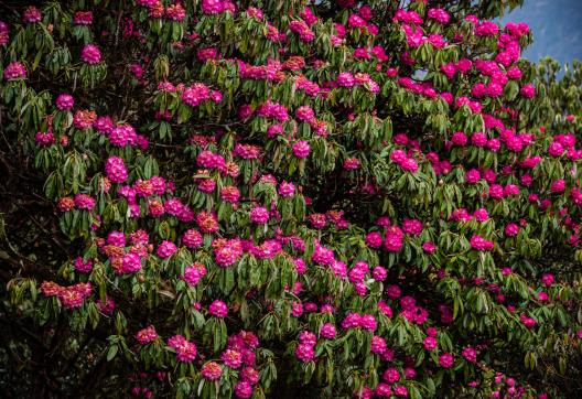 Rhododendrons en fleurs dans la région des Annapurnas au Népal