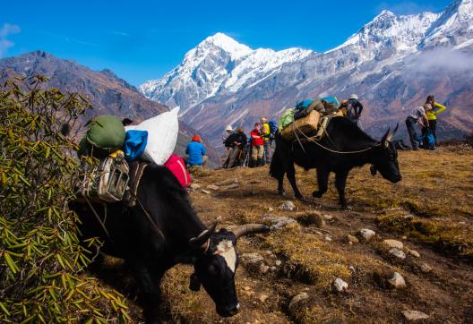 Vue sur le Pandim depuis Dzongri pendant le trek du Gocha-la au Sikkim en Inde