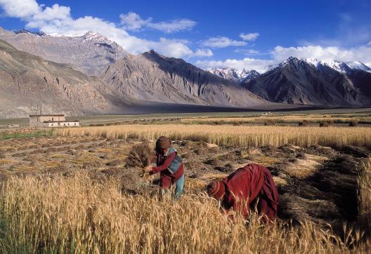 Le village de Pishu au Zanskar en Himalaya en Inde