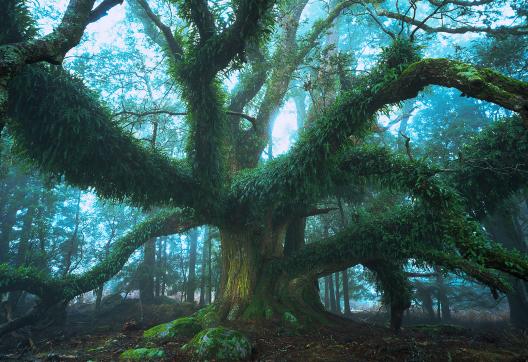 Trek dans la forêt mystérieuse des Northern Highlands de Tasmanie