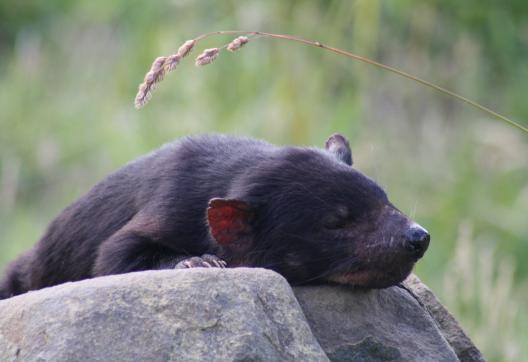 Voyage vers un Diable de Tasmanie dans un parc national