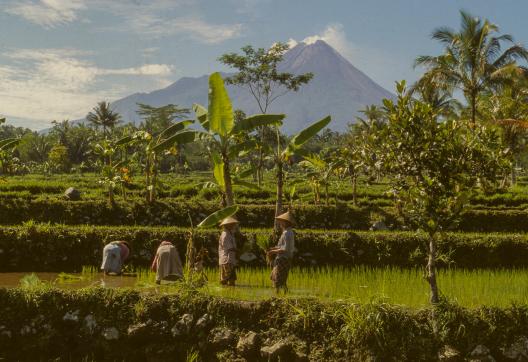 Randonnée à travers des rizières au pied du volcan Merapi