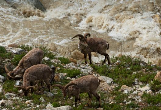 Bharal entre Gangotri et Bhojbasa aux sources du Gange au Garhwal en Inde