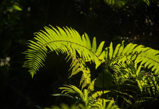 Végétation exubérante au Sikkim en Inde