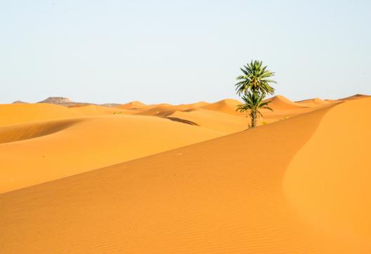 Trek sur des dunes et palmier  dans la vallée du Drâa