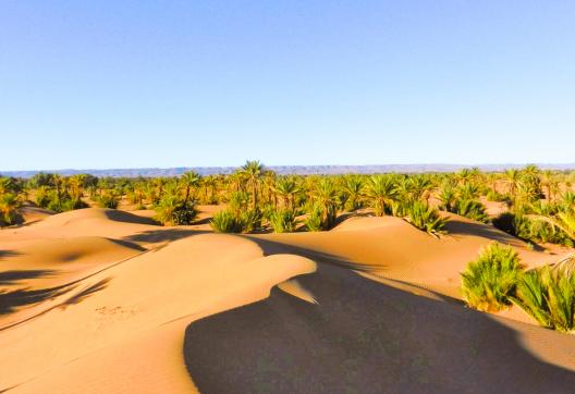 Randonnée dans une palmeraie de la vallée du Draa