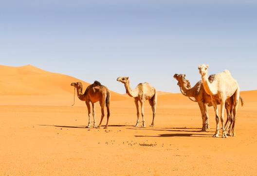 Trek avec des chameaux dans la vallée du Drâa