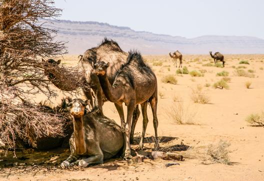 Randonnée avec des chameaux à l'ombre dans la vallée du Drâa