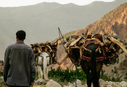 Voyage et rencontre avec des mules  transportant du bois à Arous
