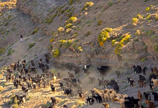 Trekking avec un troupeau passant un col au Maroc
