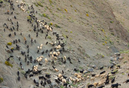 Trekking avec un troupeau de la transhumance Aït Atta au Maroc