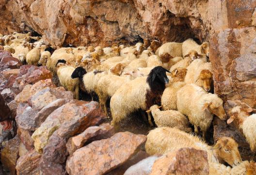 Trek à côté des moutons des Aït Atta vers Almou N'Ouarg