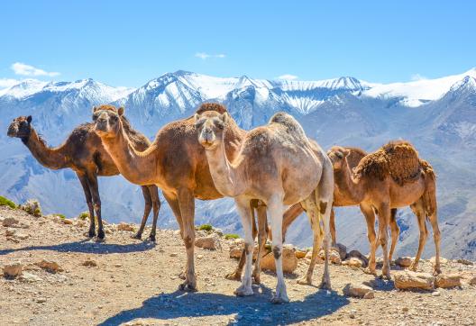 Trek avec des chameaux en altitude dans le Haut-Atlas