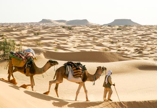 Trek avec un chamelier et ses chameaux  dans le grand erg oriental