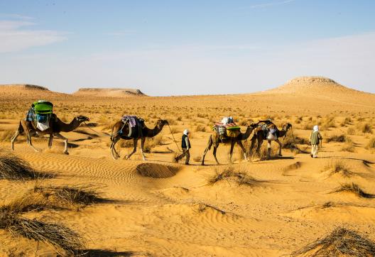 Trekking avec une méharée dans le grand erg oriental