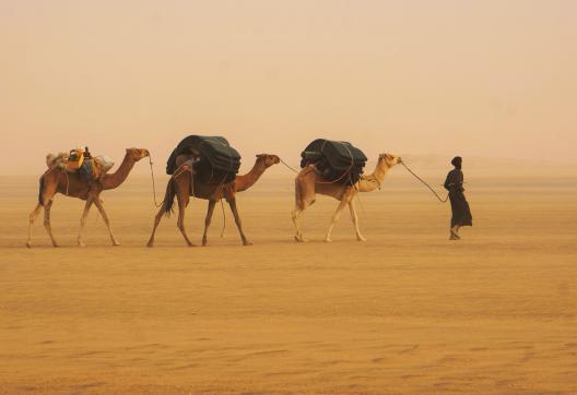 Trek avec un caravanier et ses chameaux de l'Adrar
