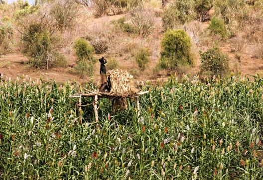 Rencontre avec un enfant guetteur pour la protection des champs sur les rives de l'Omo