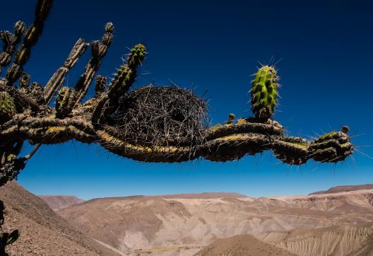Trek dans la précordillère, région de Parinacota dans le désert d’Atacama au Chili