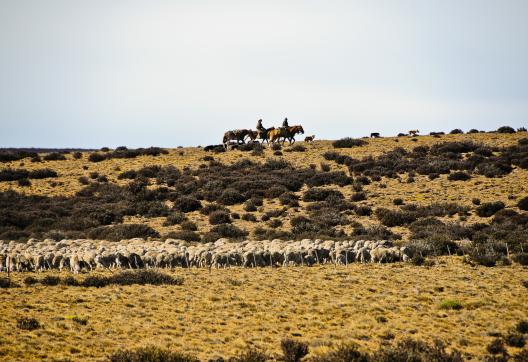 Gauchos gardent les moutons le long de la route 40, en Patagonie en Argentine