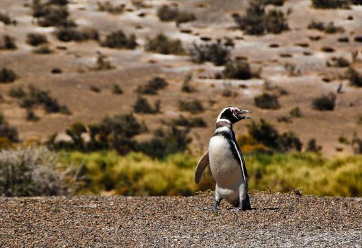 Pingouins de Magellan en Patagonie Argentine