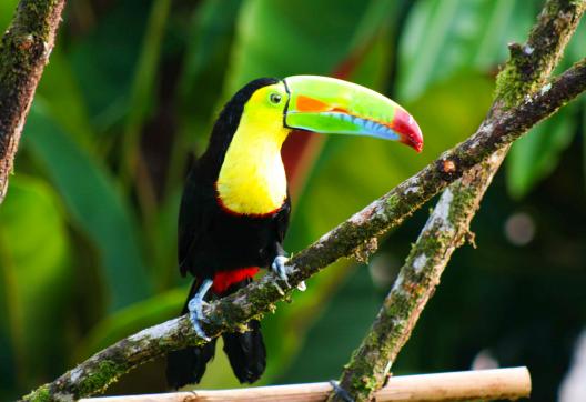 Observation des toucans au Costa Rica