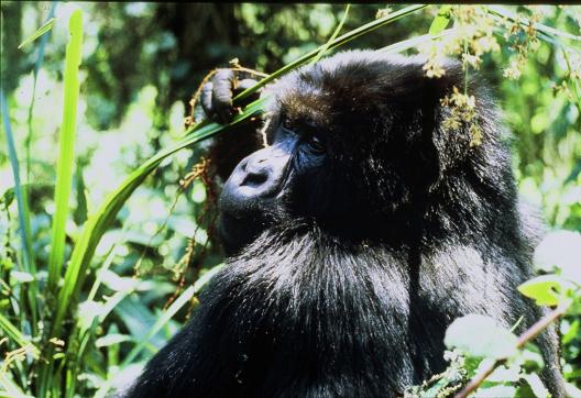 Randonnée et gorille des montagnes dans la forêt de Bwindi