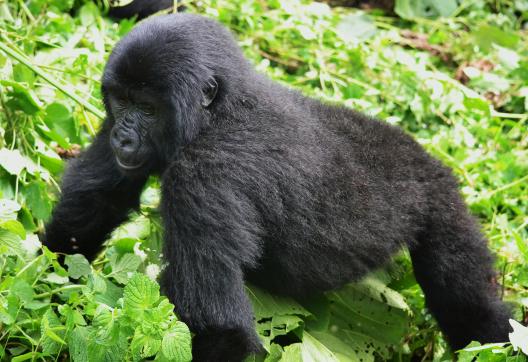Trek et gorille dans la forêt de Bwindi