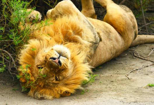 Voyage et lion en Tanzanie