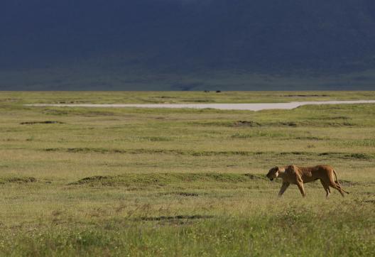 Lionne dans le cratère du Ngotongoro, en Tanzanie