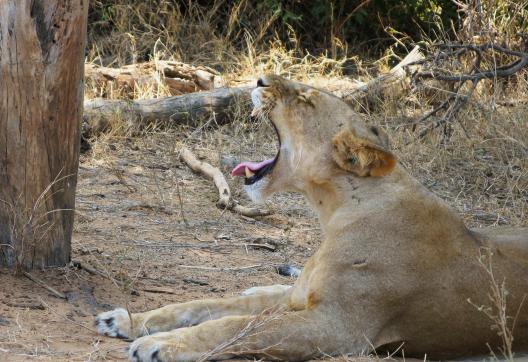 Voyage et Lion en pays Samburu au Kenya