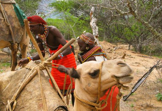 Randonnée et chargement d'un chameau par les Masaï au Kenya