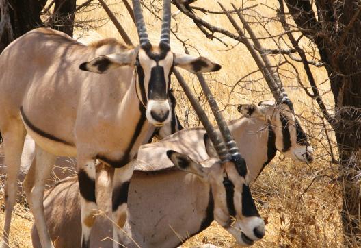 Voyage et oryx au Kenya