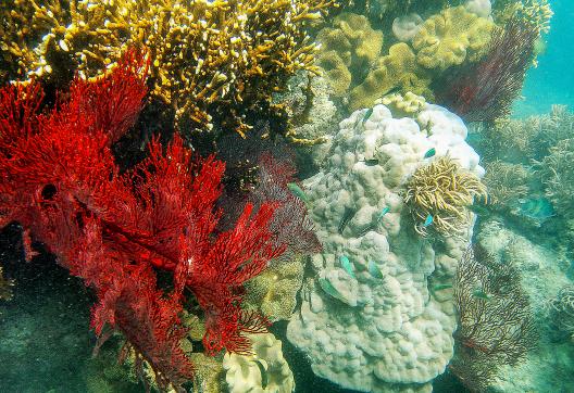 Plongée vers les gorgones rouge de l'Océan Pacifique