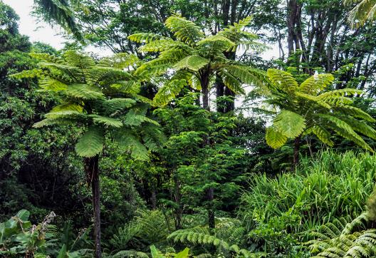 Trek au milieu des fogères géantes près de Poum