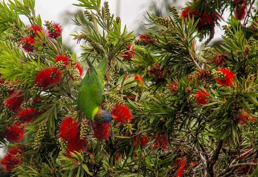 Découverte d'une perruche dans les buissons près de Nouméa