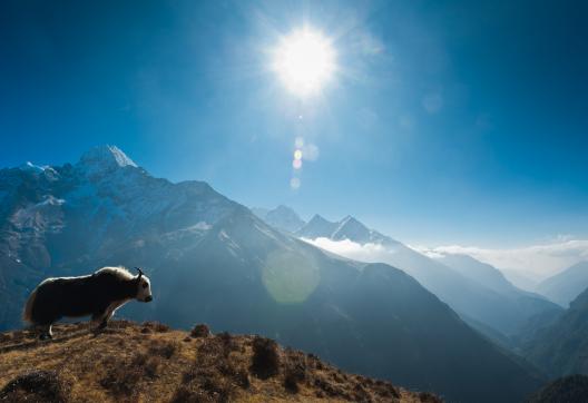 Un yack devant le Thamserku près de Namche Bazar dans la région de l’Everest au Népal