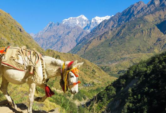 Trek dans la vallée de la Tsum dans la région du Manaslu au Népal