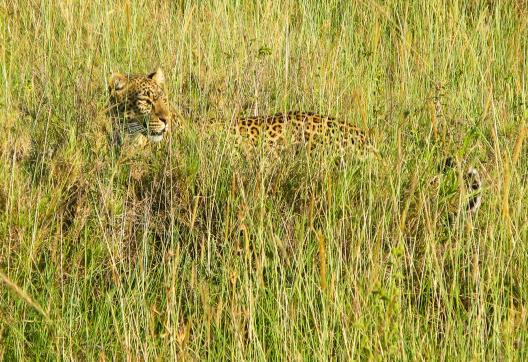 Voyage et safari avec un jaguar au Kenya