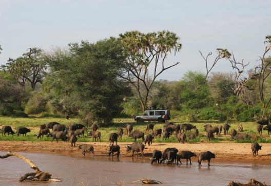 Trekking et troupeaux de buffles à Masaï Mara