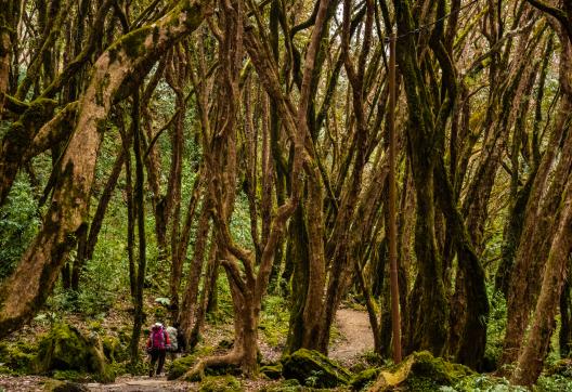 Forêt de rhododendrons dans la région des Annapurnas au Népal