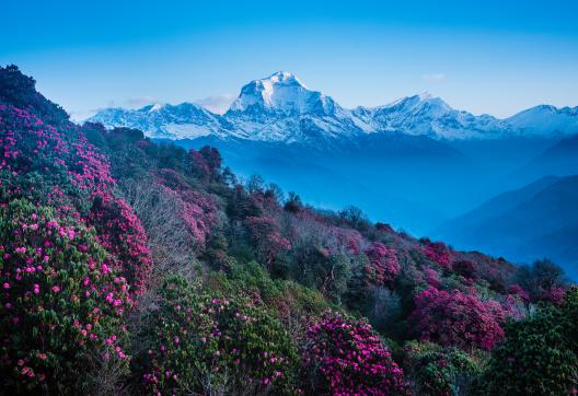 Le Dhaulagiri à 8160 m et le Tukuche peak depuis Poon Hill au Népal