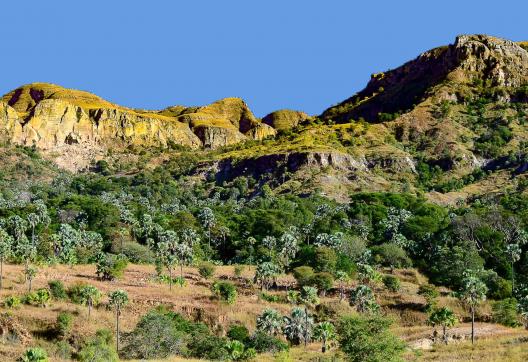 Exploration d'une palmeraie bordant une rivière du Makay