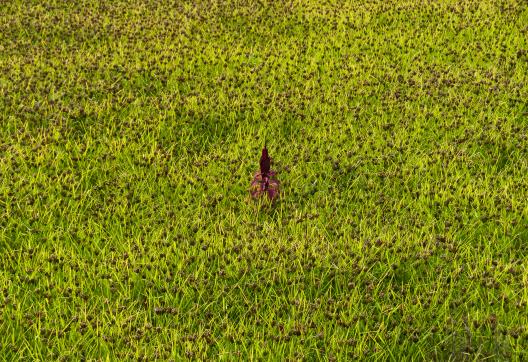 Riz rouge la région de Paro au Bhoutan