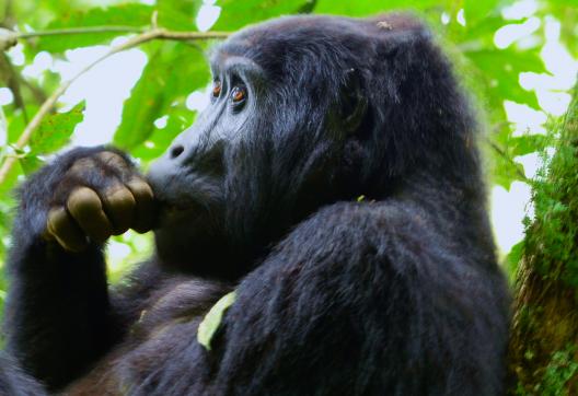 Voyage et gorille perché dans la forêt de Bwindi