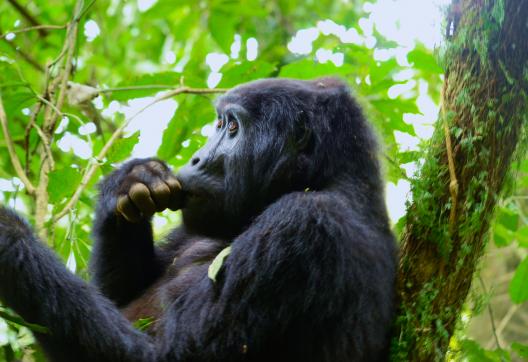 Voyage et gorille perché dans la forêt de Bwindi