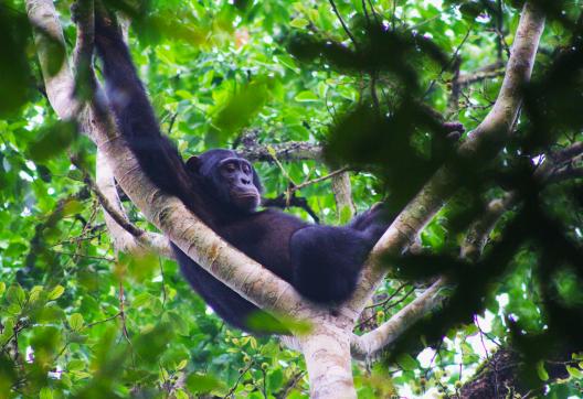 Trekking et chimpanzé à Kibale